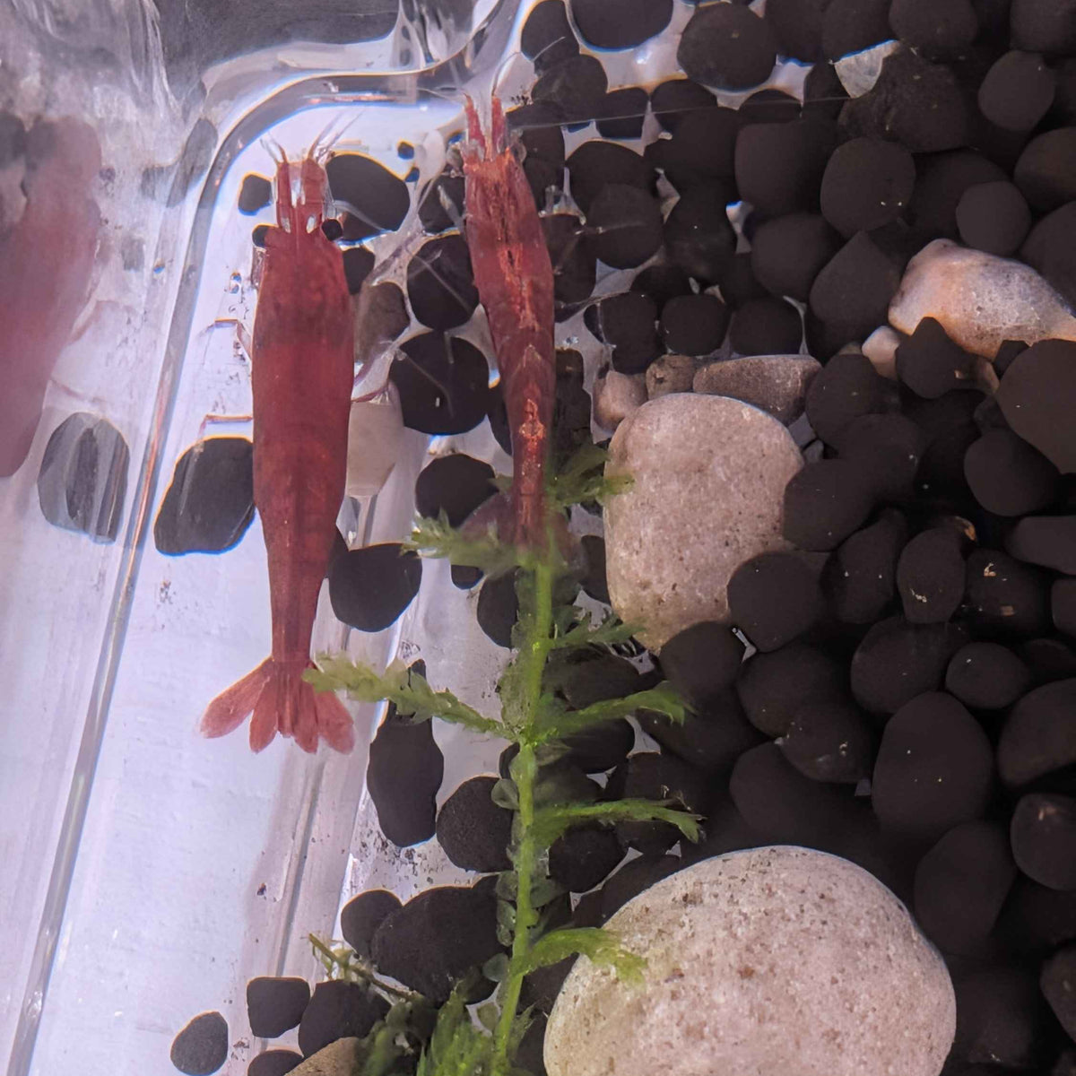 Red Cherry Shrimp