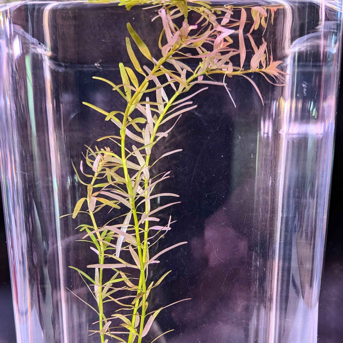 Rotala Indica