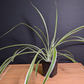 Variegated Spider Plant