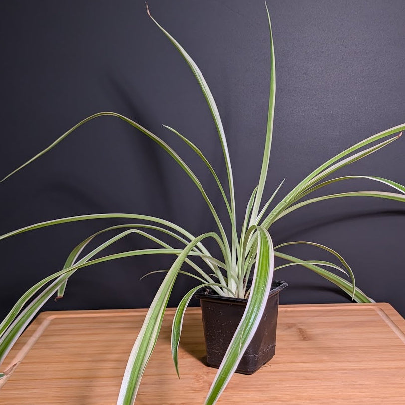 Variegated Spider Plant