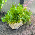 Subwassertang