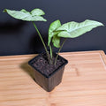 Syngonium White Butterfly