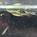 Endler Starter Colony Bundle
