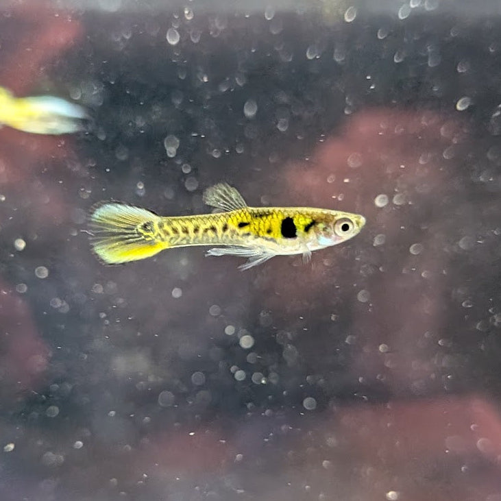Yellow Tiger Endler