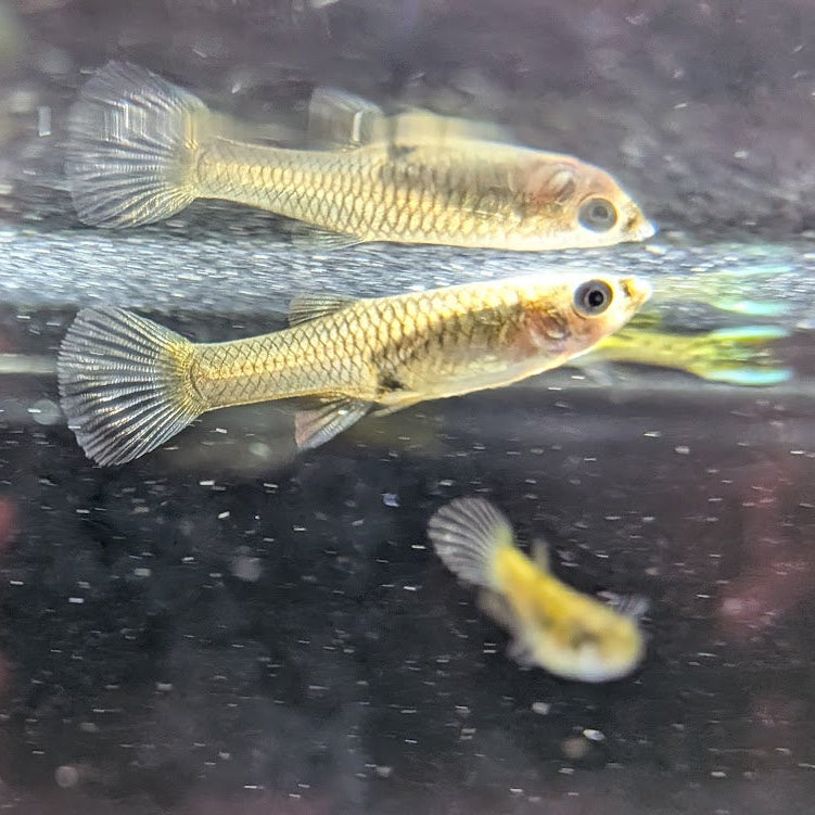 Yellow Tiger Endler
