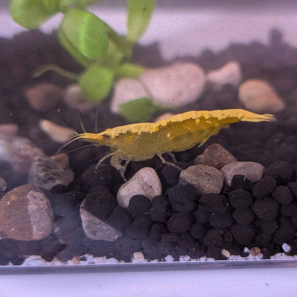 Yellow Goldenback Shrimp