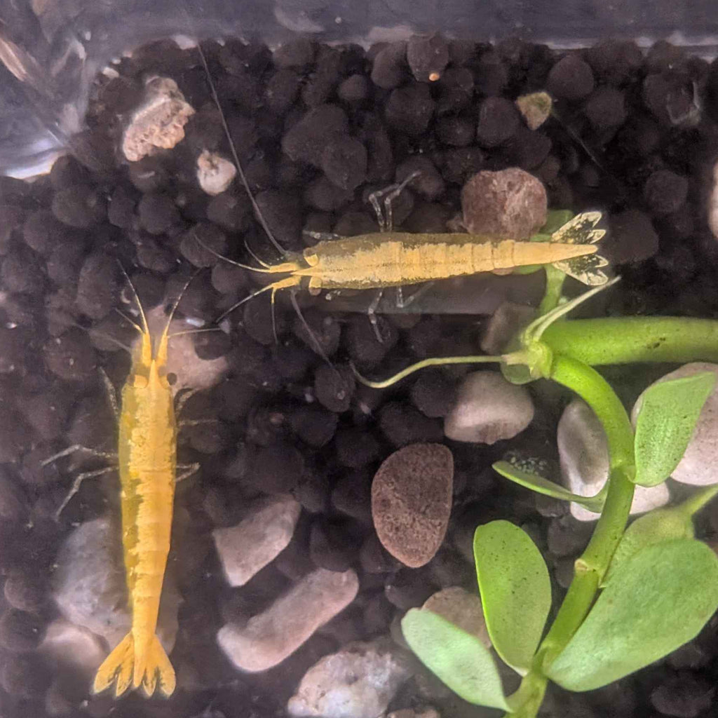 Yellow Goldenback Shrimp